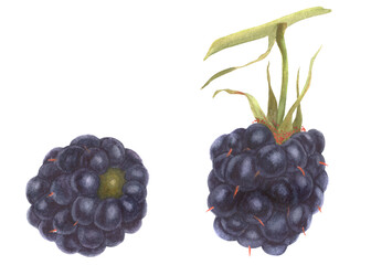 Watercolor botanical illustartion. Fresh blackberry