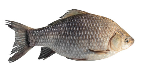 Fresh crucian fish on a transparent background. isolated object. Element for design