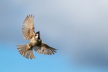 Obraz premium cute bird sparrow flies against the blue sky with wings and feathers spread
