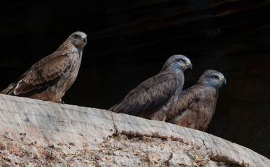 Milanos escondidos en refugio