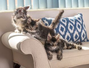 Maine Coon Cat kittens, 9 weeks old