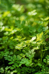 organic cilantro in the garden