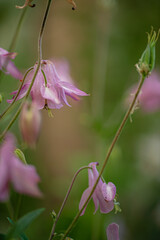 Close up of pink columbine (aquilegia) blossom