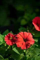 petunia flowers in the garden