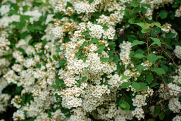 Spiraea chamaedryfolia in the spring garden