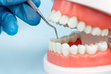 Fototapeta na wymiar Dentures Dental Teeth Model with dentist tool. Complete denture or full denture on blue background.
