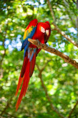 beautiful ara macaw parrot outdor. ara macaw parrot outside. photo of ara macaw parrot in zoo. © be free