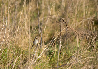 Naklejka na ściany i meble common reed bunting (Emberiza schoeniclus) in tall meadow grasses