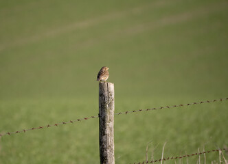 close up of a Corn bunting (Emberiza calandra)