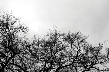 tree silhouette against the sky