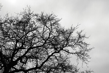 tree silhouette against sky