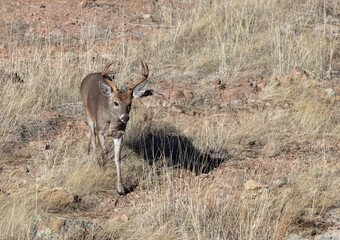 Buck Coues Whitetail Deer in the Rut in the Chiricahua National Monument Arizona
