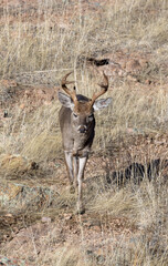 Buck Coues Whitetail Deer in the Rut in the Chiricahua National Monument Arizona