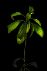 Young avocado tree isolated on the black background. Glow leafs in a green and gold colors.