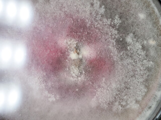 fungal mold in laboratory glassware