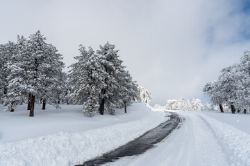 Frozen snowy icy dangerous in the mountain in winter. Troodos forest Cyprus wintertime