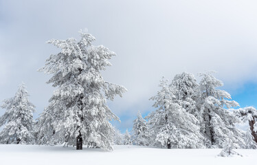 Winter landscape in snowy mountain frozen snow covered fir trees against blue cloudy sky. Troodos forest mountains Cyprus