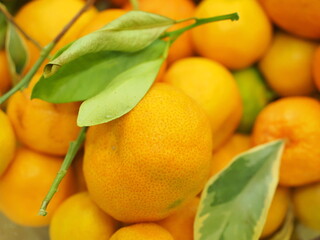 branch fruit limon
