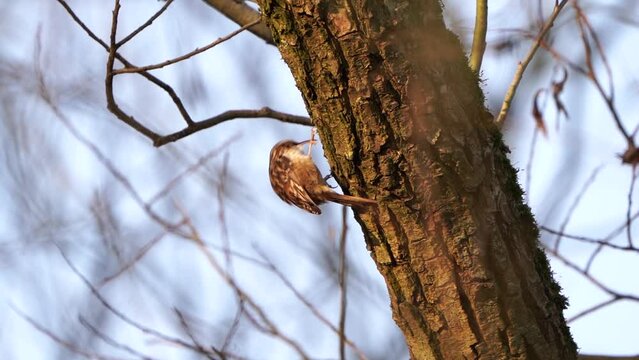 A short-toed treecreeper (Certhia brachydactyla) foraging on a tree - slow motion