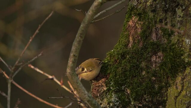 A goldcrest (Regulus regulus) foraging on a tree - slow motion