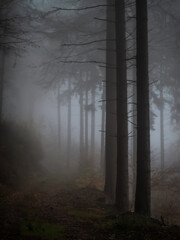 Dark moody woods in heavy fog - 571704481
