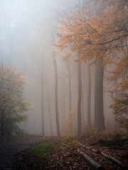 Woods and old wood in a foggy autumn forest - 571704626