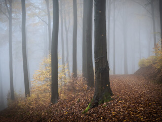 A path through autumn trees and heavy fog - 571704692