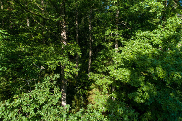 Oak forest in the morning sun. Walking path in the middle of an old oak forest on a beautiful summer day.
