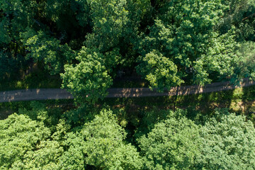Oak forest in the morning sun. Walking path in the middle of an old oak forest on a beautiful summer day.