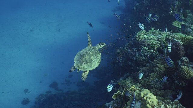 Top view of Sea Turtle swim along the coral reef, Follow shot. Hawksbill Sea Turtle or Bissa (Eretmochelys imbricata) swims over coral reef with colorful tropical fish swimming around it