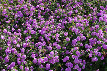 Pink purple white verbena vervain ground cover flowers