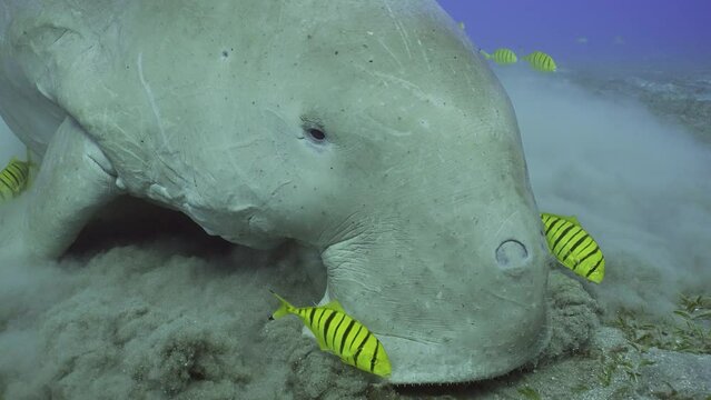 Slow motion, Close up portrait of Sea Cow grazing on the seabed. Close up of Dugong or Sea Cow (Dugong dugon) accompanied by school of Golden Trevally fish (Gnathanodon speciosus) eating seagrass