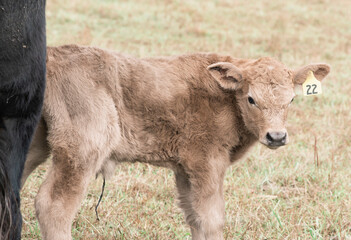 Fototapeta premium calf in a field on a farm in Virginia