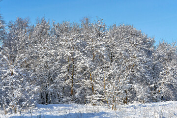 snowy forest in winter on a sunny day