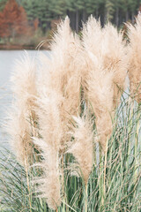 fluffy cattails in the grass over water, river