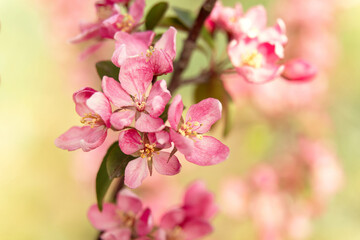 Background of flowers of an apple-tree of Nedzvetsky (Malus niedzwetzkyana Dieck) - 571707865