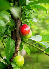 plum grows and ripens on a branch of a plum tree. plum cultivation concept