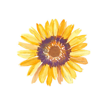 Yellow watercolor flower. Ursinia. Botanical illustration isolated on white background. Can be used for stickers, cards, farbic prints, cosmetic packaging design.