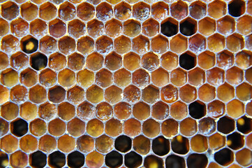 Honey bees on a honeycomb with pollen