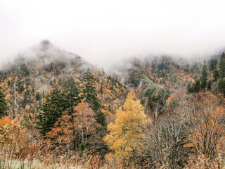 fog in the mountains - tree, forest view, skyline drive, Gatlinburg, tennessee