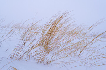 Field grasses in a winter field under the snow. High quality photo