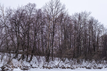 A trees in a winter forest. 
