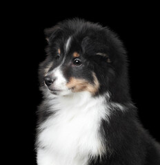 Cute fluffy sheltie puppy, closeup portrait