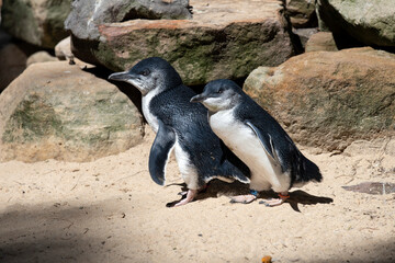 Little Blue Penguin (Eudyptula minor)