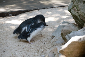 Little Blue Penguin (Eudyptula minor)