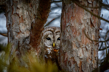 Obraz premium Barred Owl Peeking