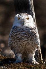 Snowy Owl