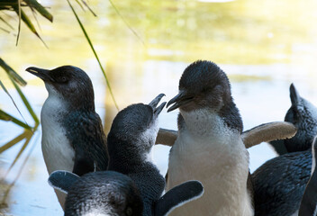 Little Blue Penguin (Eudyptula minor)