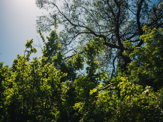 Fototapeta premium Trees in the forest