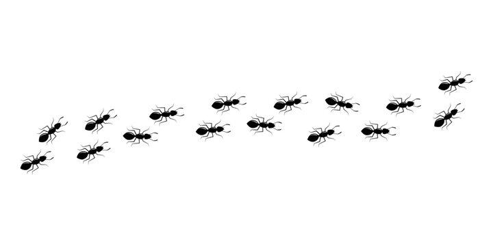Ant icon, small pest trail, black insect marching, animal colony, black silhouettes bug top view isolated on white background. Vector illustration